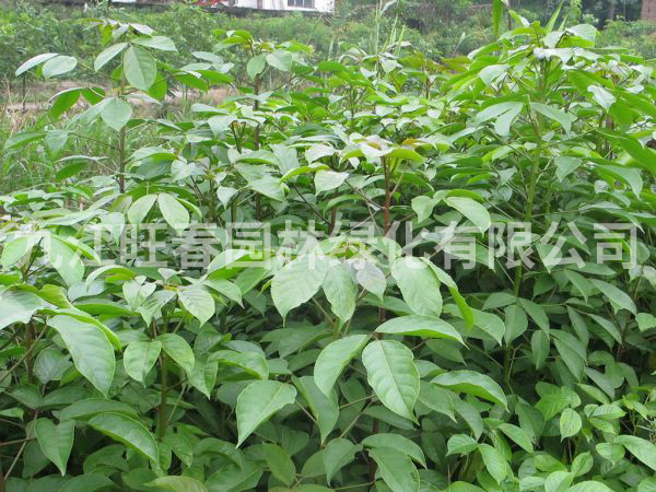 重陽(yáng)木